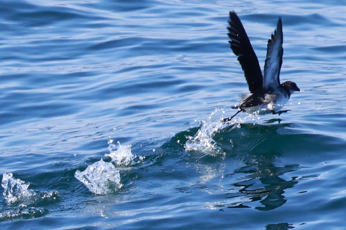 Peruvian Diving-Petrel - ML616653612