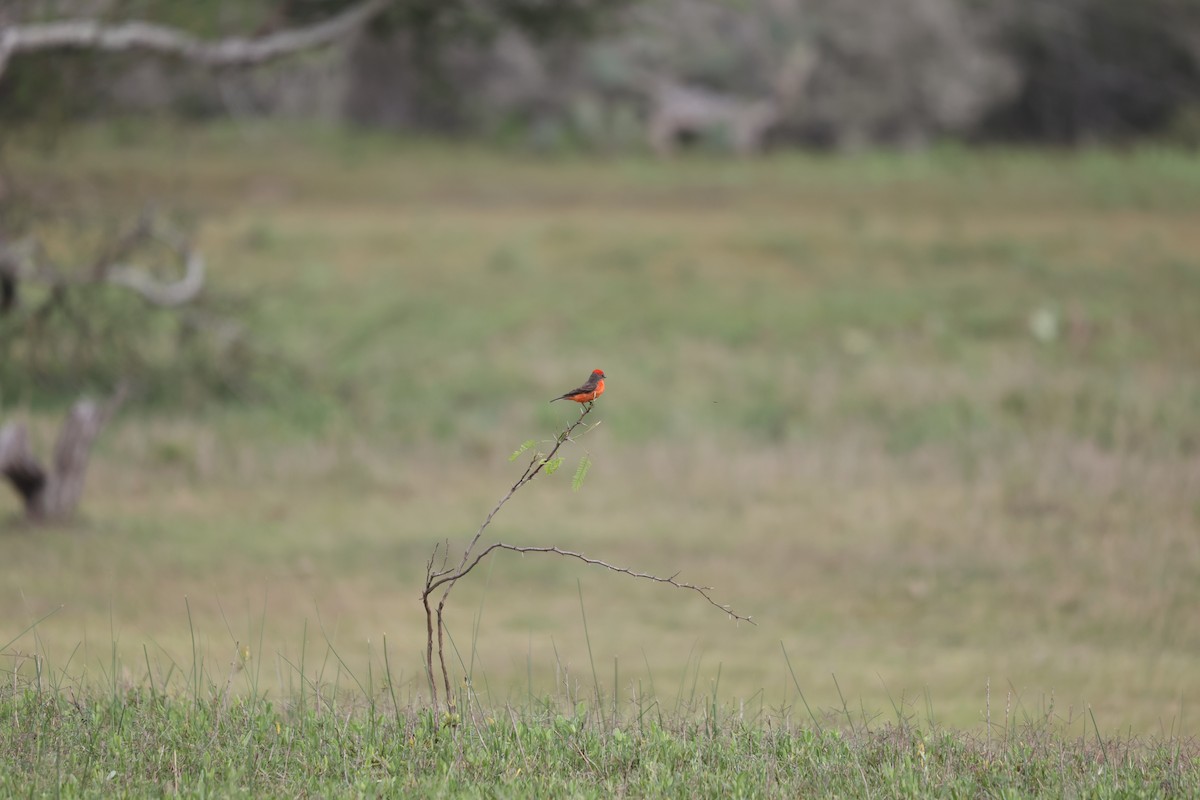 Vermilion Flycatcher - ML616653641