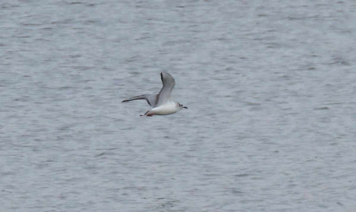 Bonaparte's Gull - ML616653648