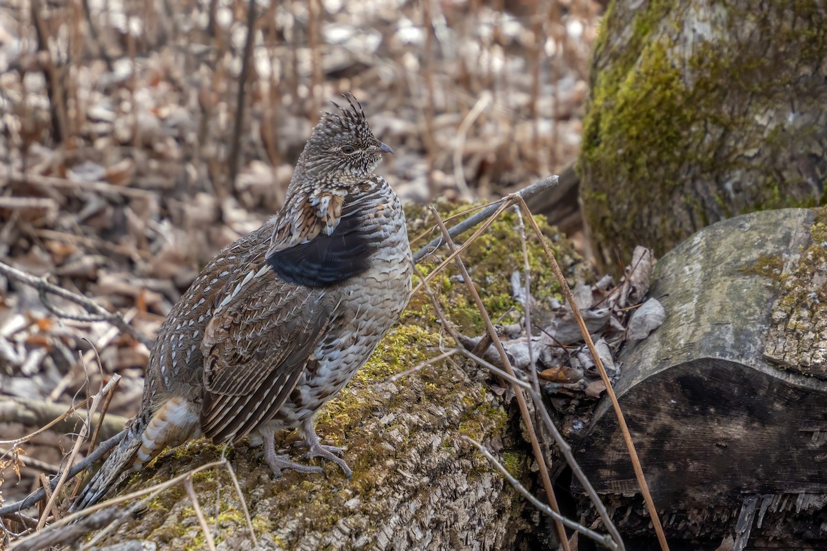 Ruffed Grouse - ML616653655