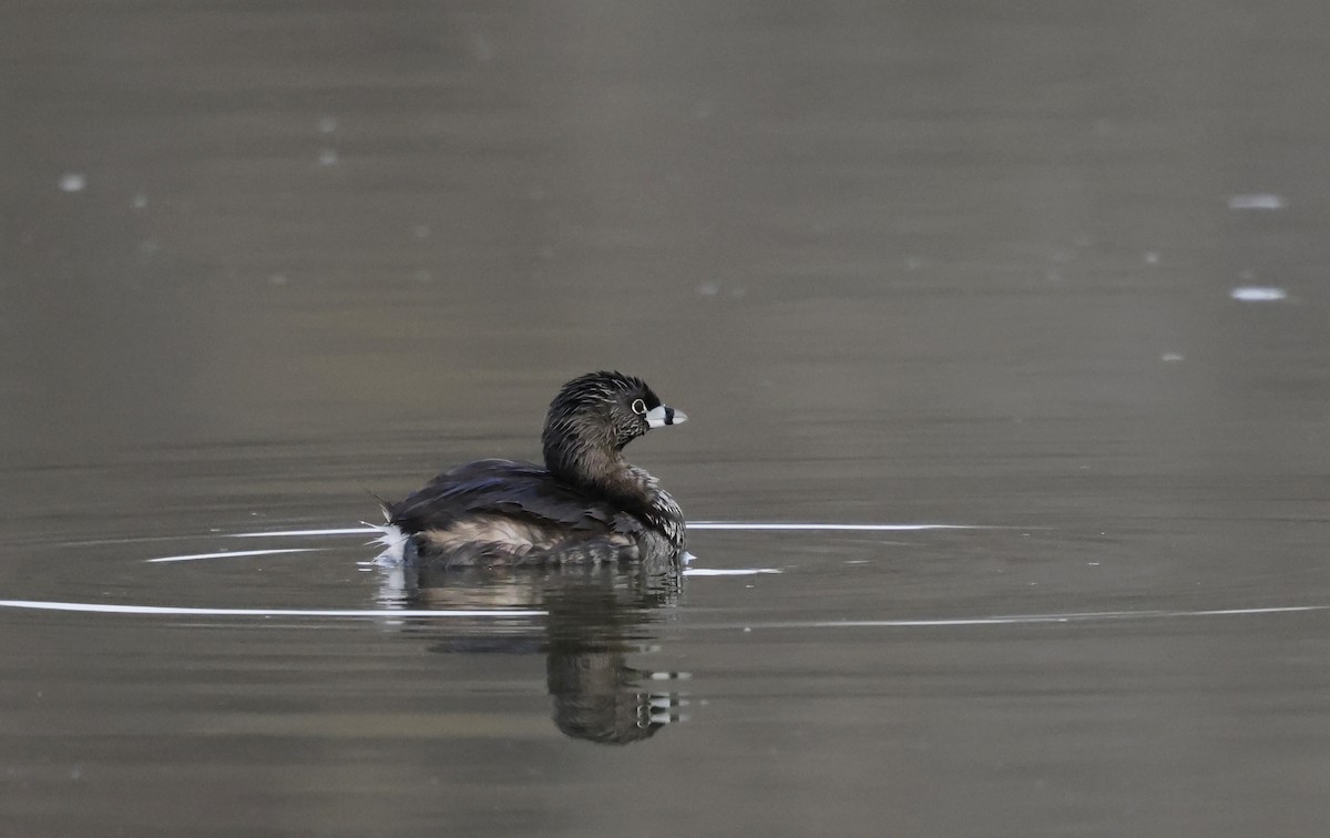 Pied-billed Grebe - Douglas Stemke