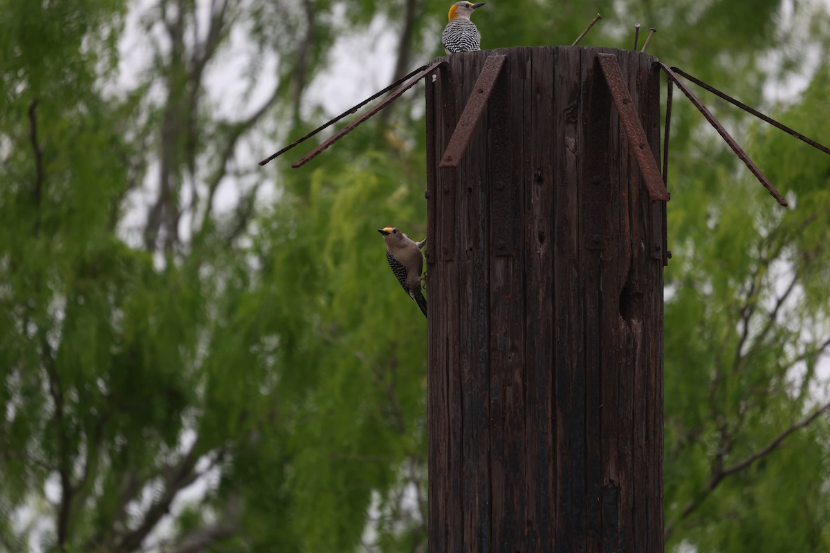 Golden-fronted Woodpecker - ML616653679