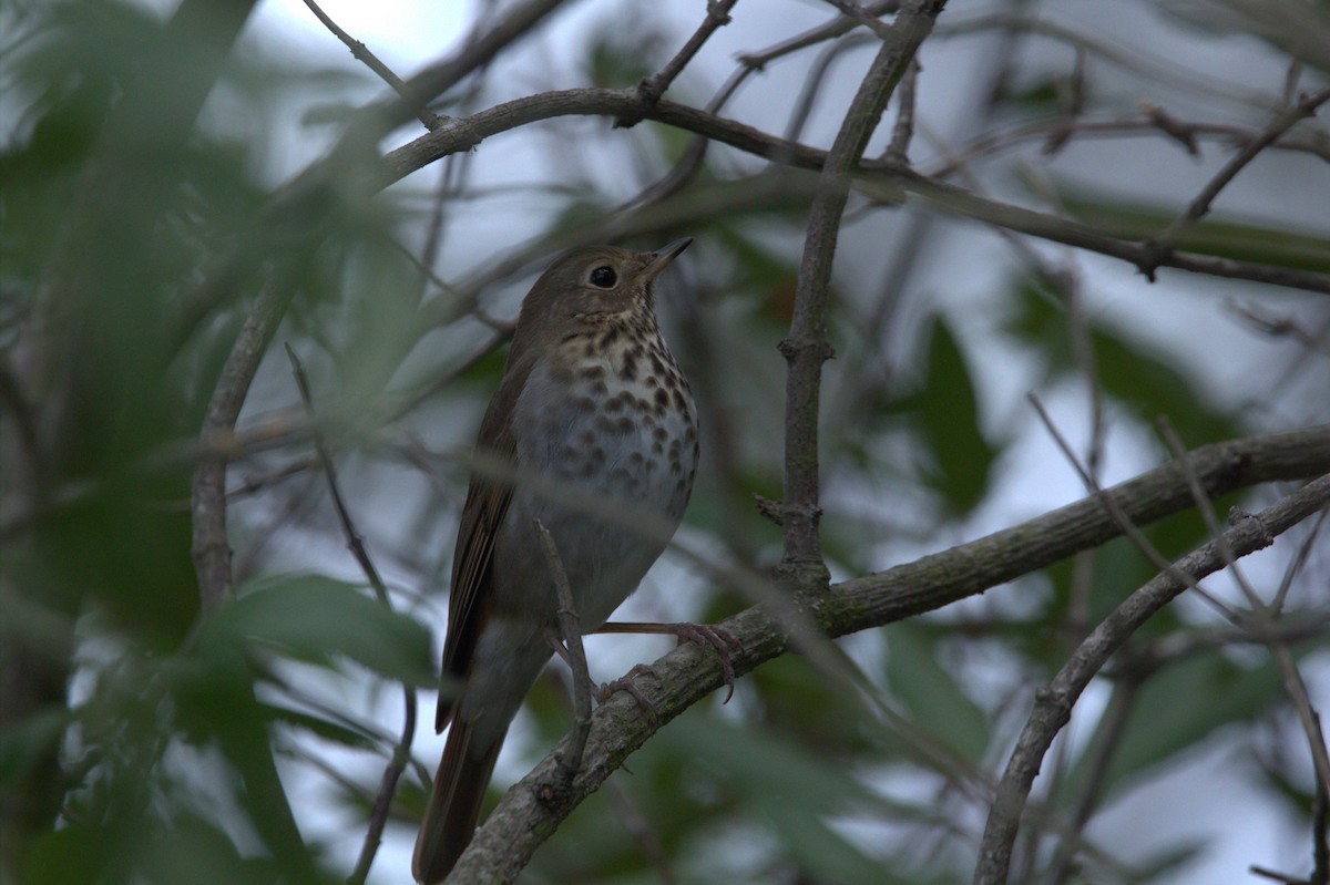 Hermit Thrush - ML616653685