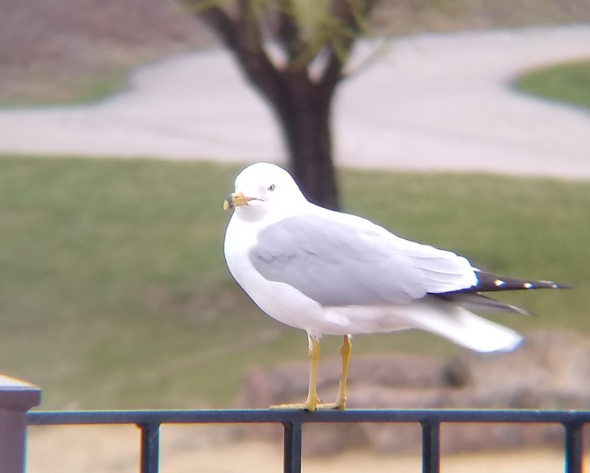 Ring-billed Gull - ML616653747