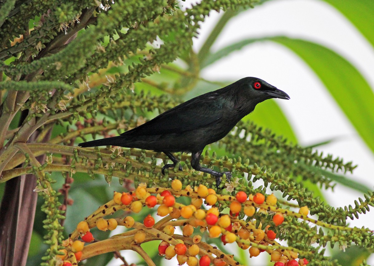 Asian Glossy Starling - ML616653771