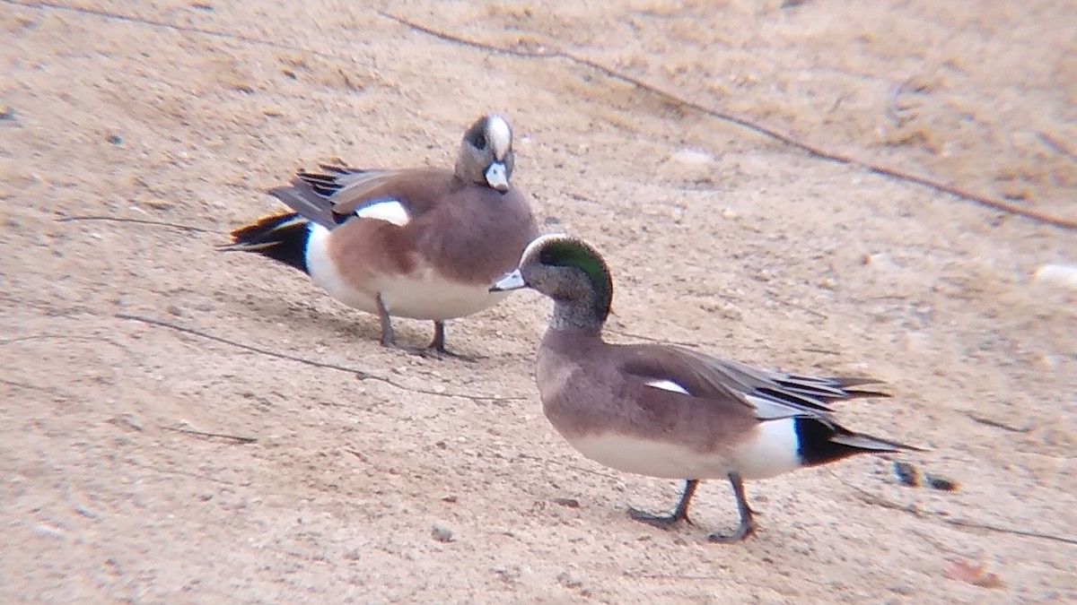 American Wigeon - ML616653777