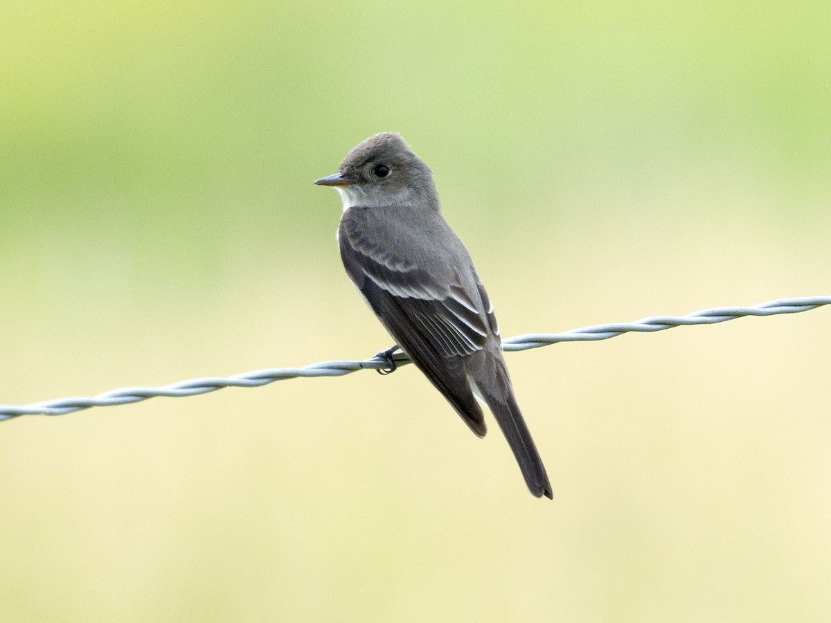 Western Wood-Pewee - Brian Hoffe