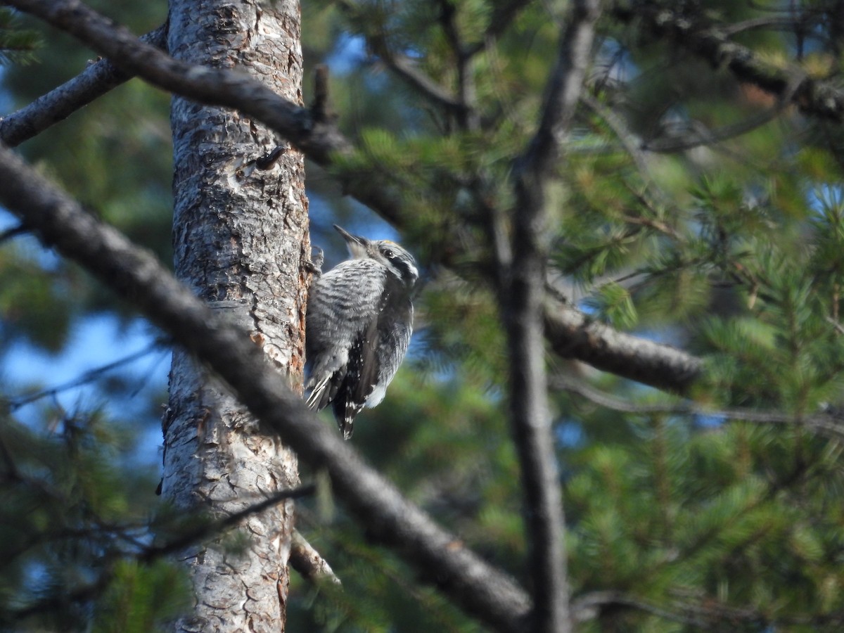 American Three-toed Woodpecker - ML616653875