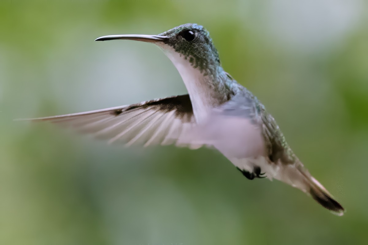 kolibřík andský - ML616653879