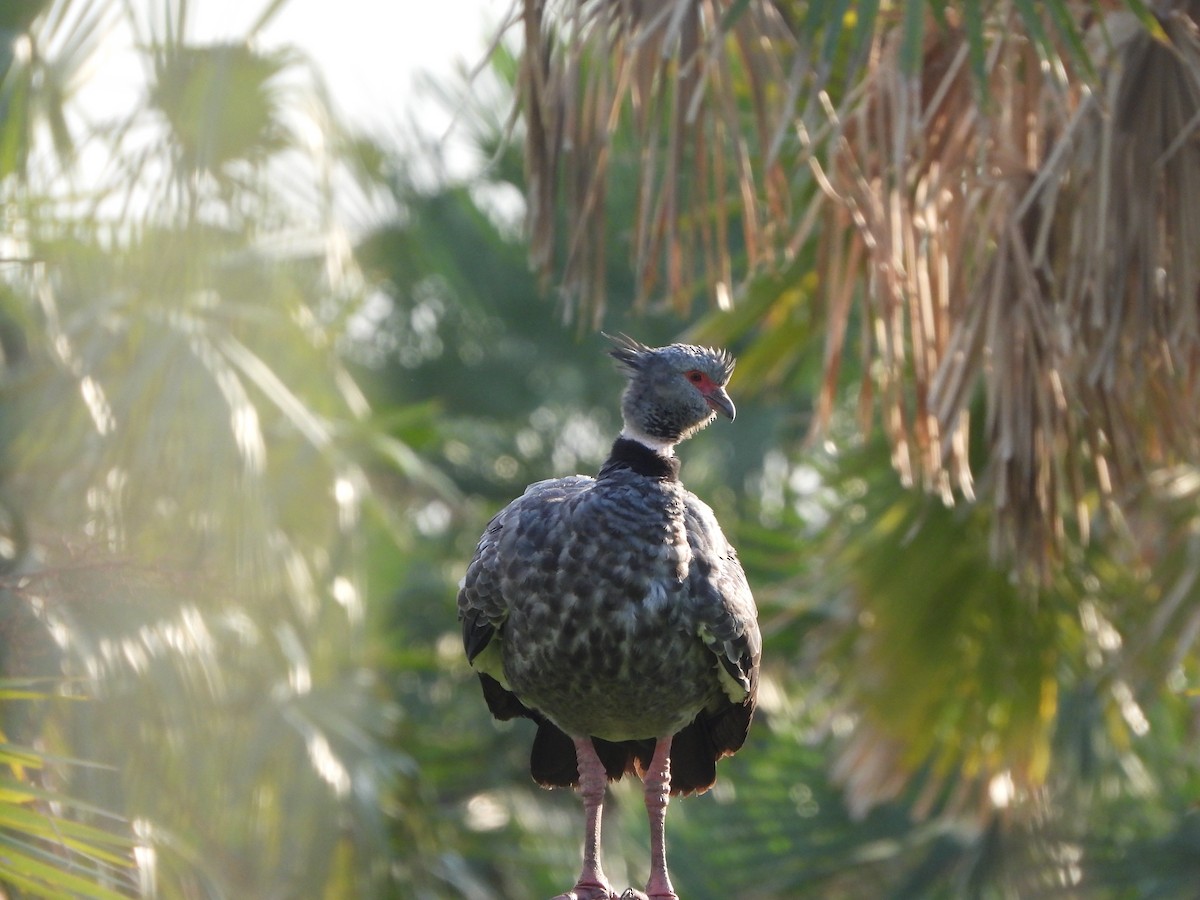 Southern Screamer - Haydee Huwel