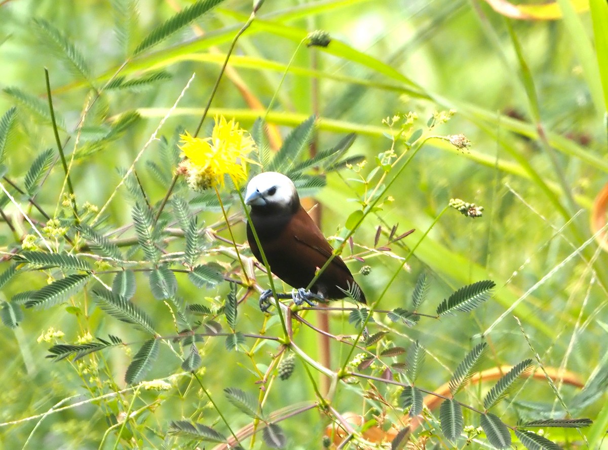 White-capped Munia - ML616653919