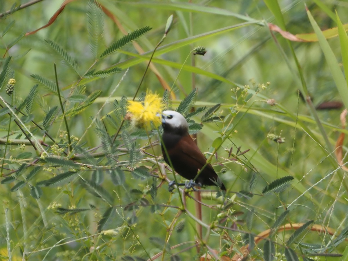 White-capped Munia - Mohamed Fazlin