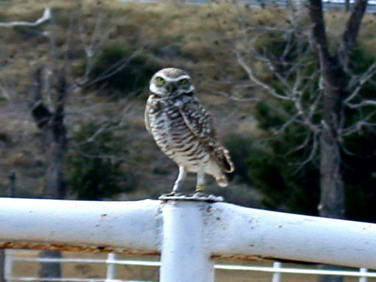 Burrowing Owl - ML616653937