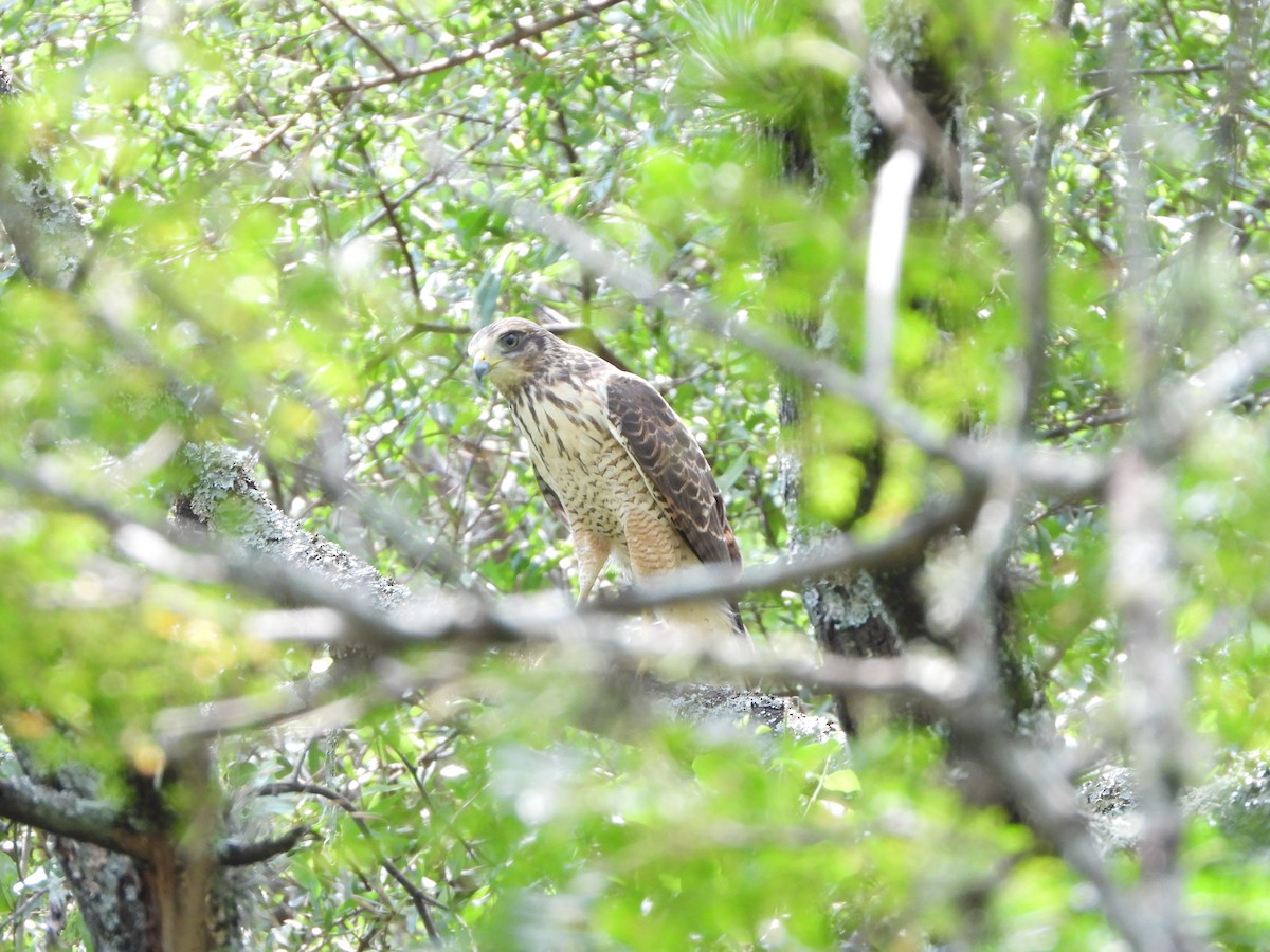 Roadside Hawk - ML616653940