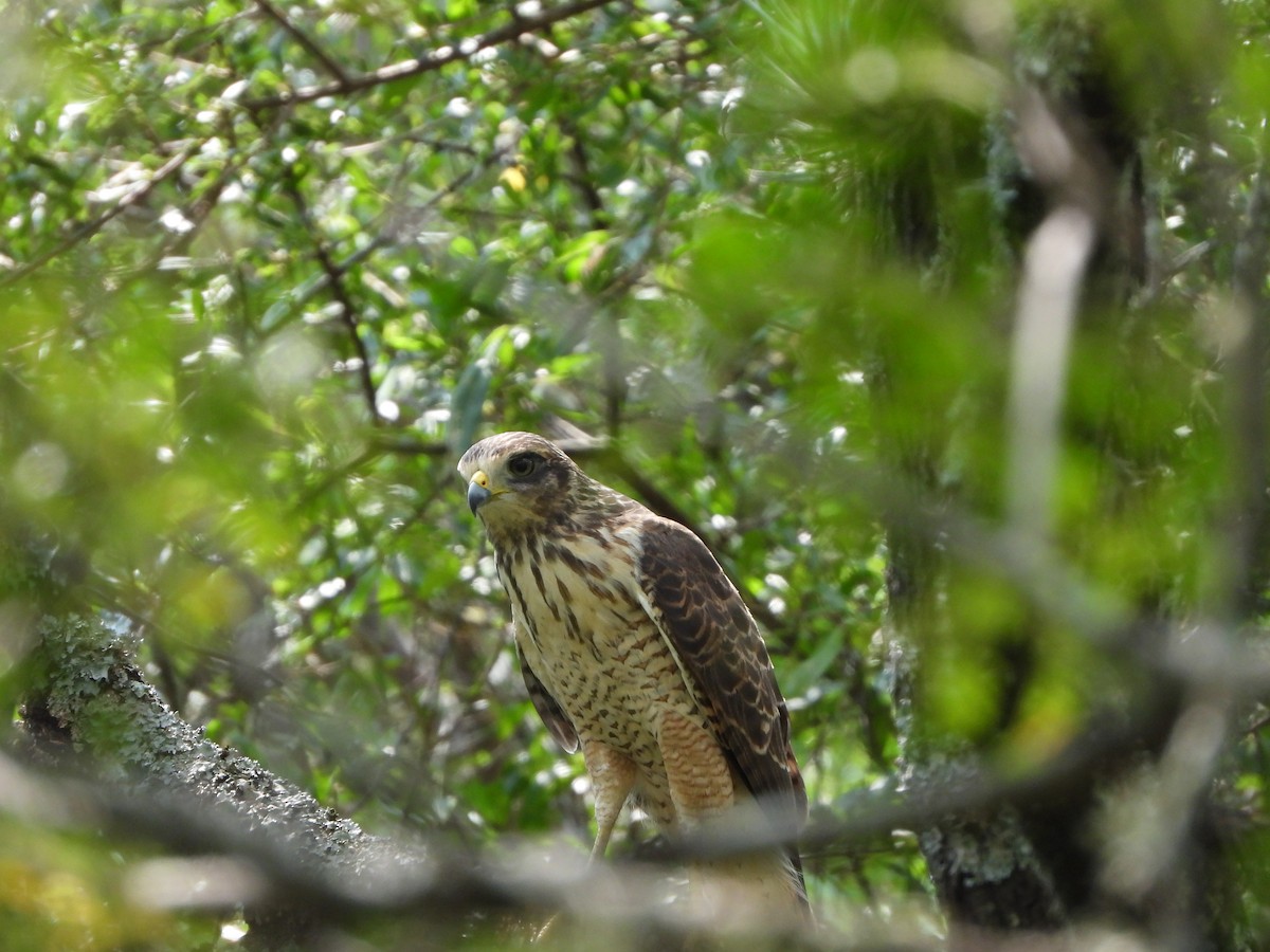 Roadside Hawk - ML616653941