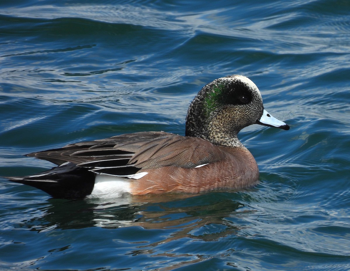 American Wigeon - ML616654055