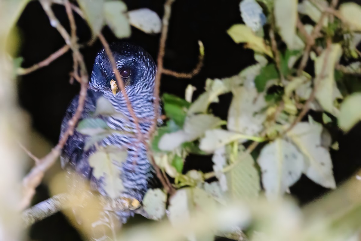 Black-banded Owl (San Isidro) - Briana Fisher