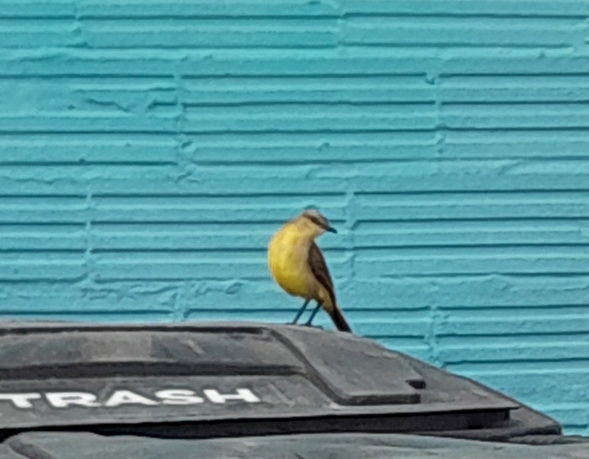 Cattle Tyrant - ML616654077