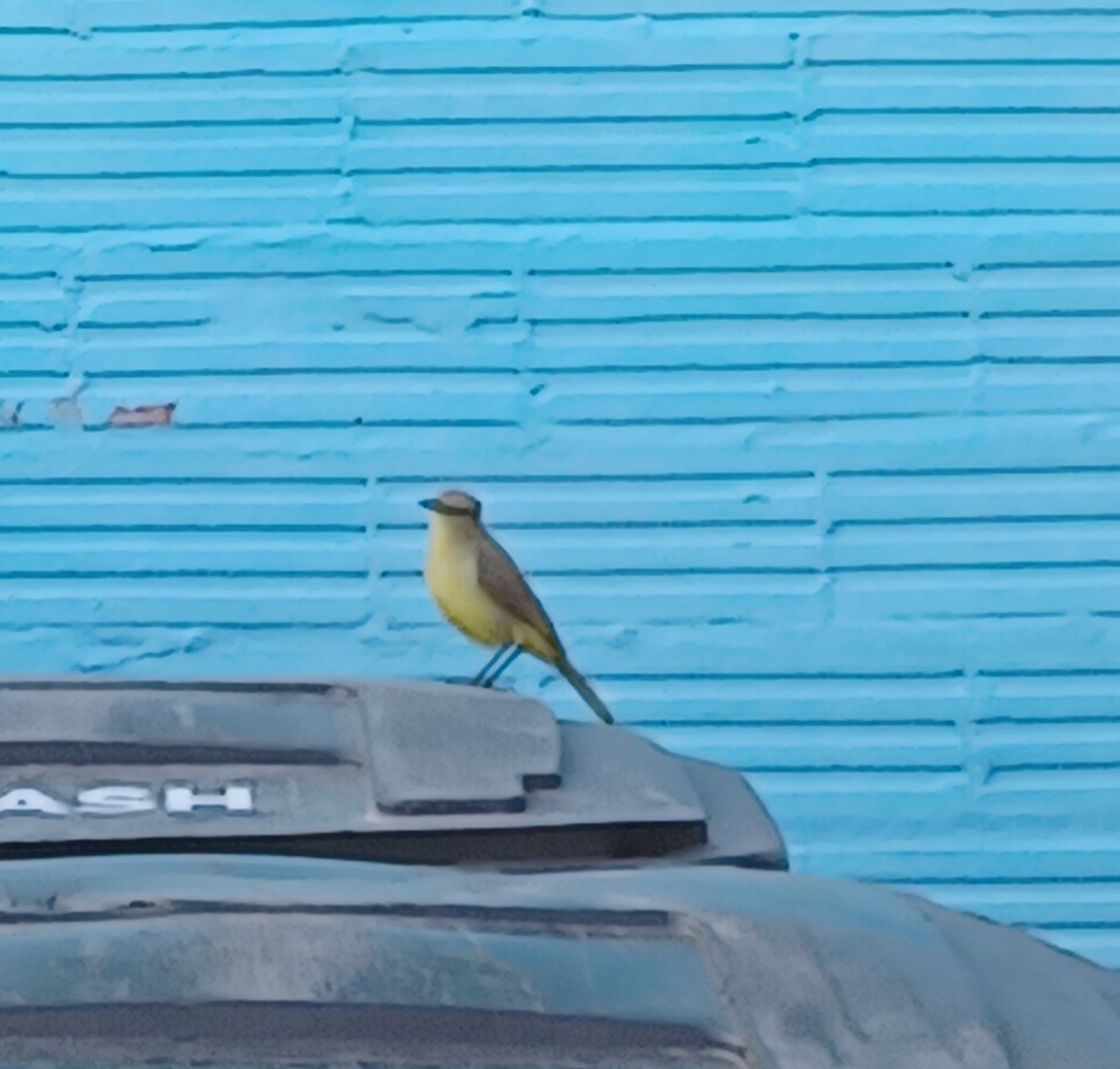 Cattle Tyrant - ML616654078