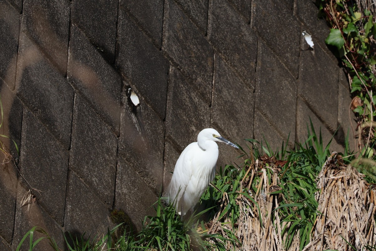 Little Egret - ML616654095