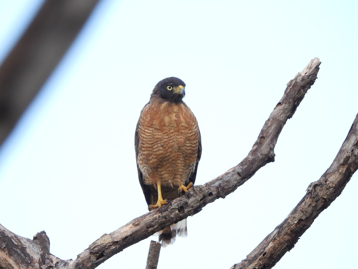 Roadside Hawk - ML616654117