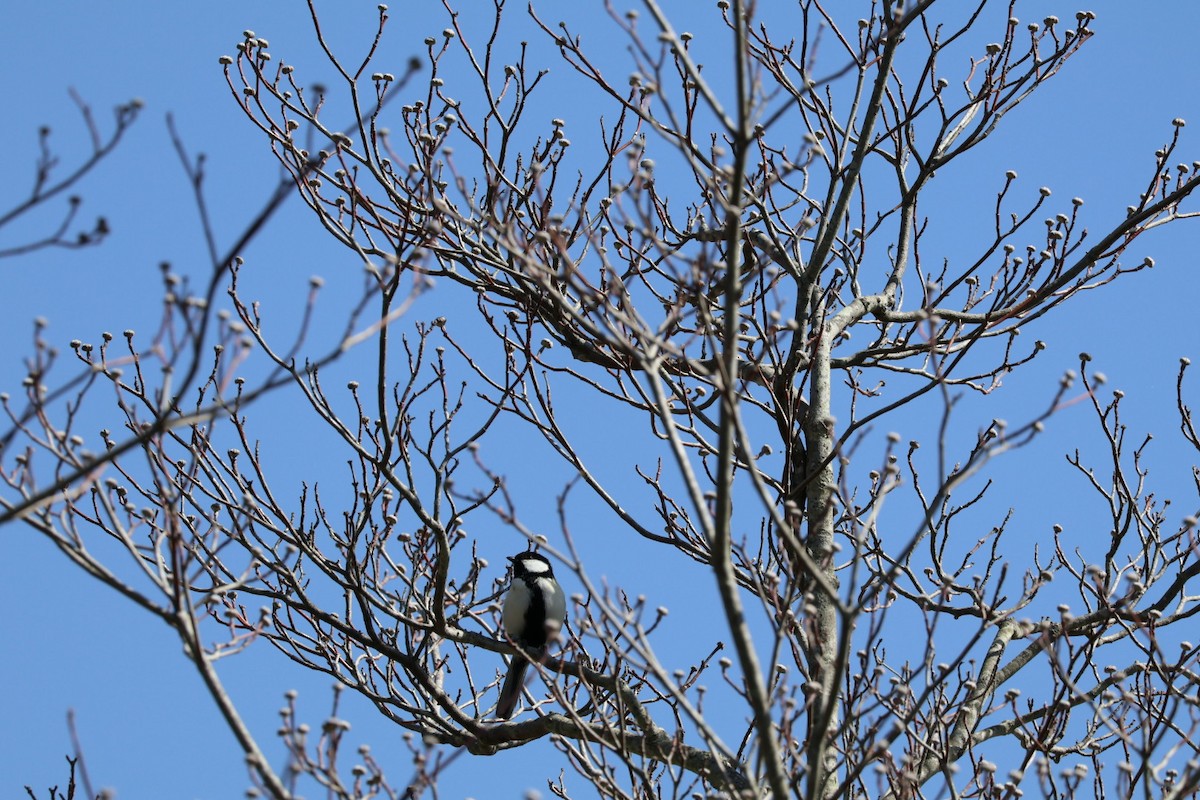 Japanese Tit - ML616654147