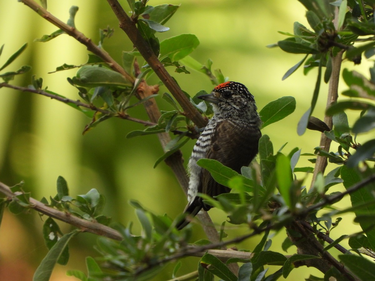 White-barred Piculet - Haydee Huwel