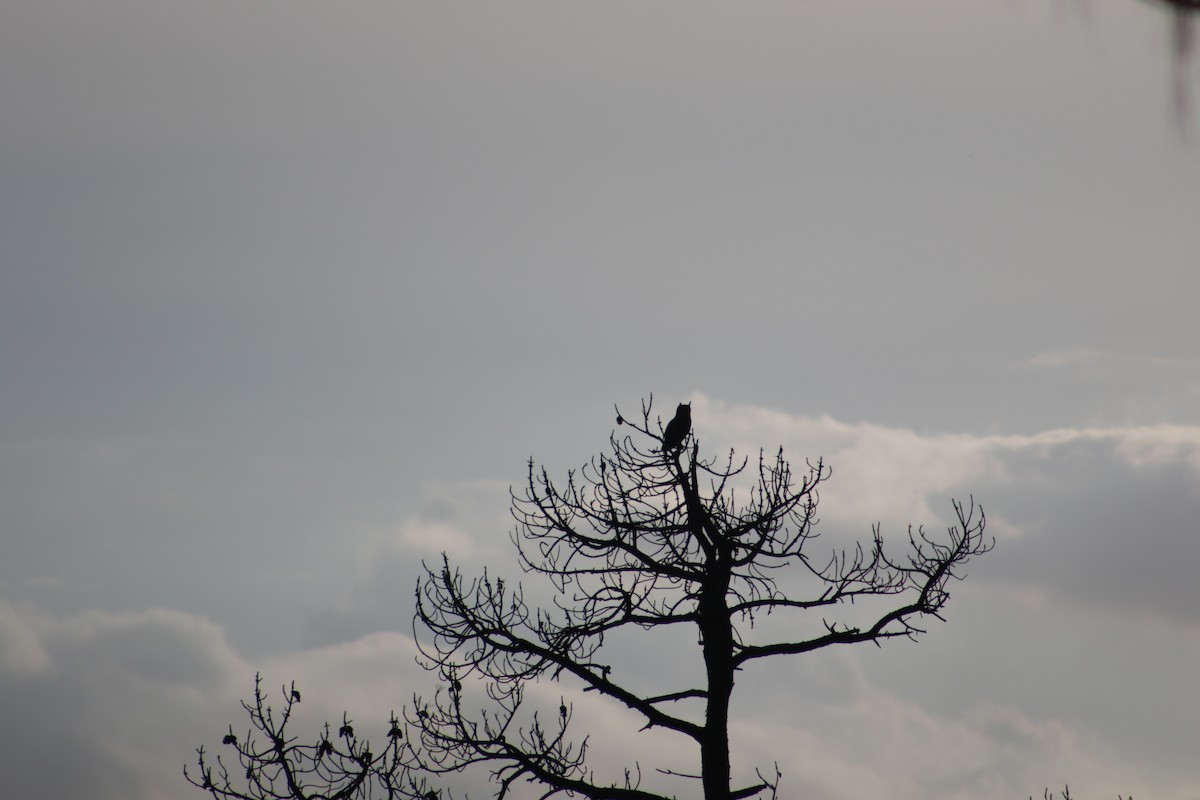 Great Horned Owl - ML616654196