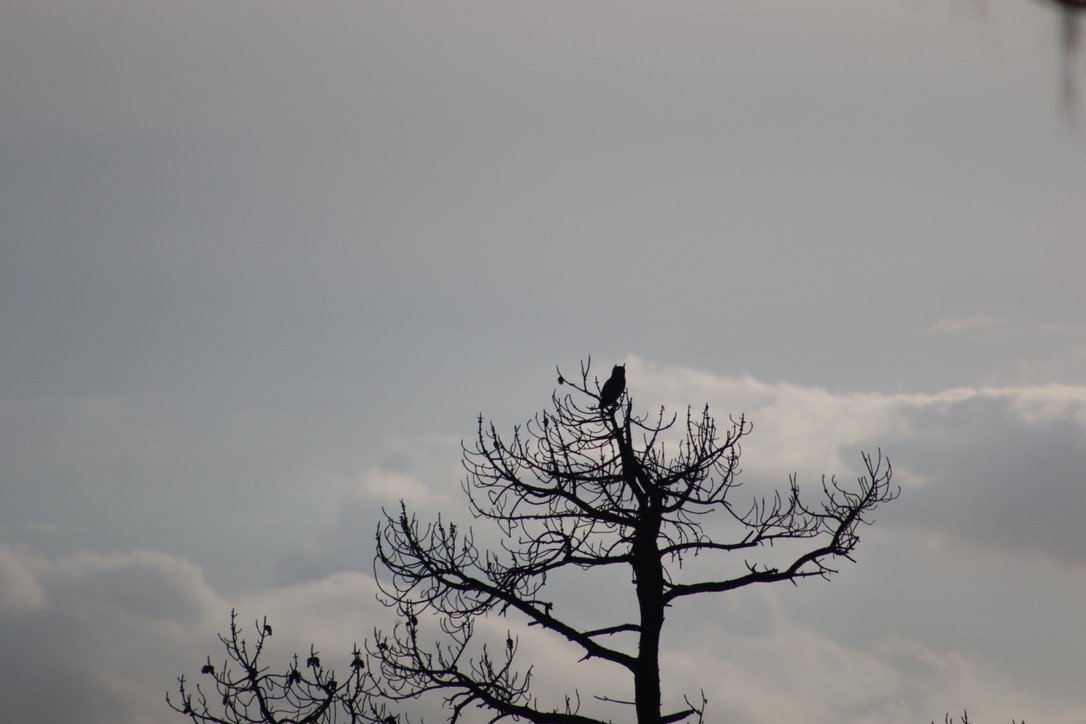 Great Horned Owl - ML616654197