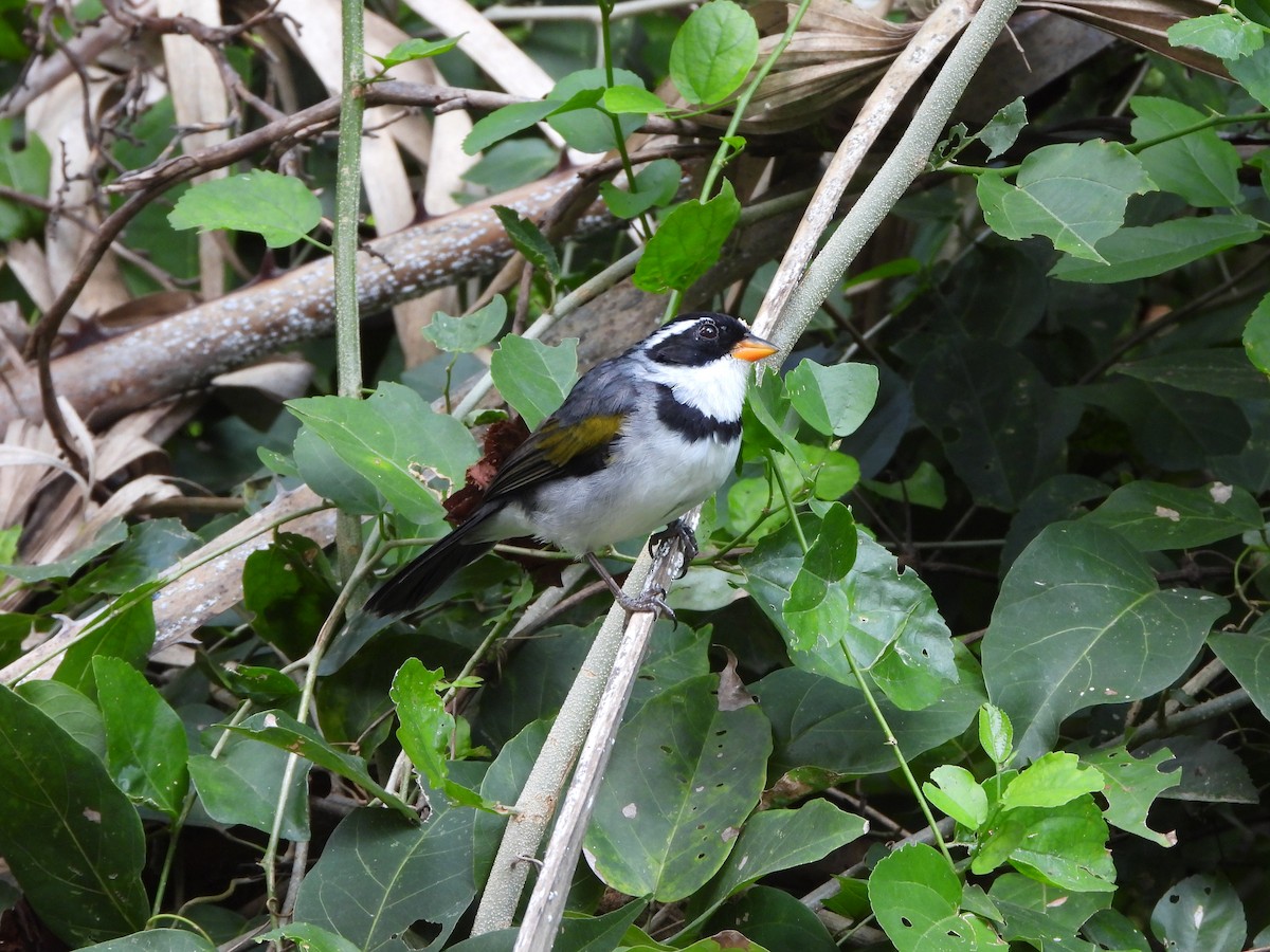 Saffron-billed Sparrow - ML616654198