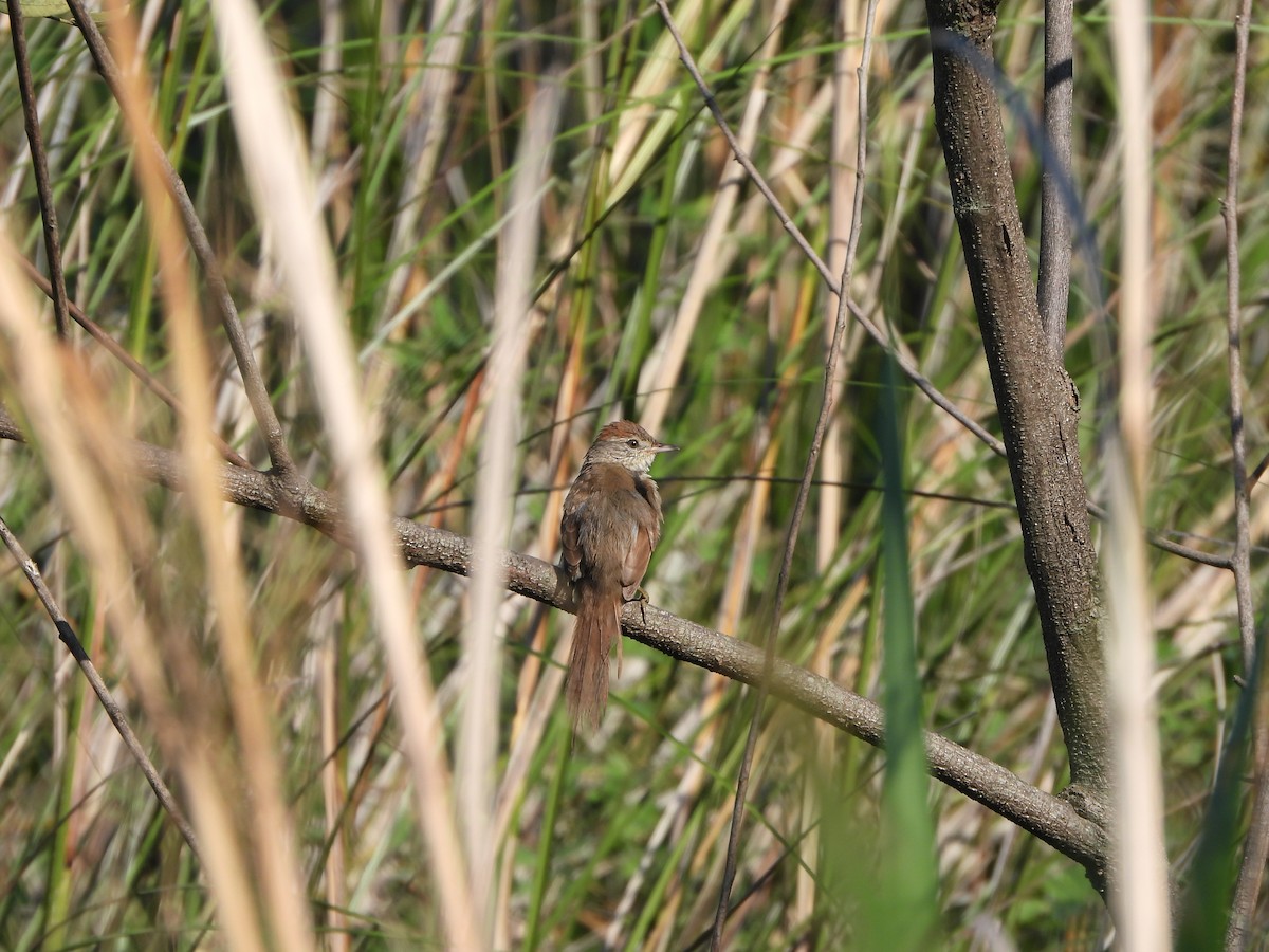 Yellow-chinned Spinetail - Haydee Huwel