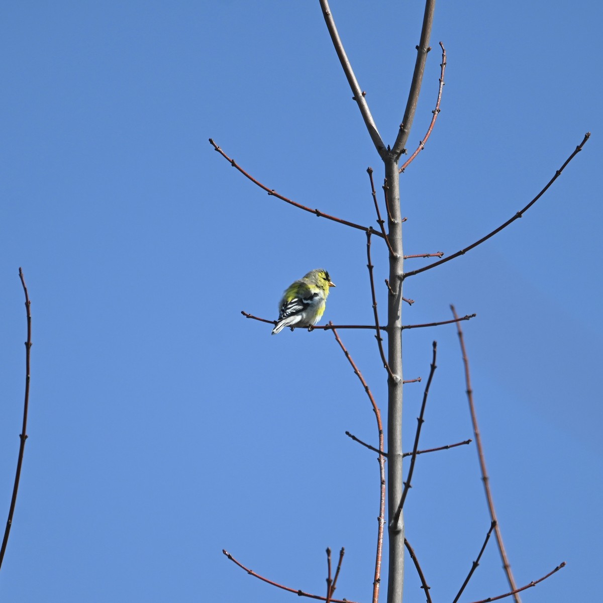 American Goldfinch - Justin Riley