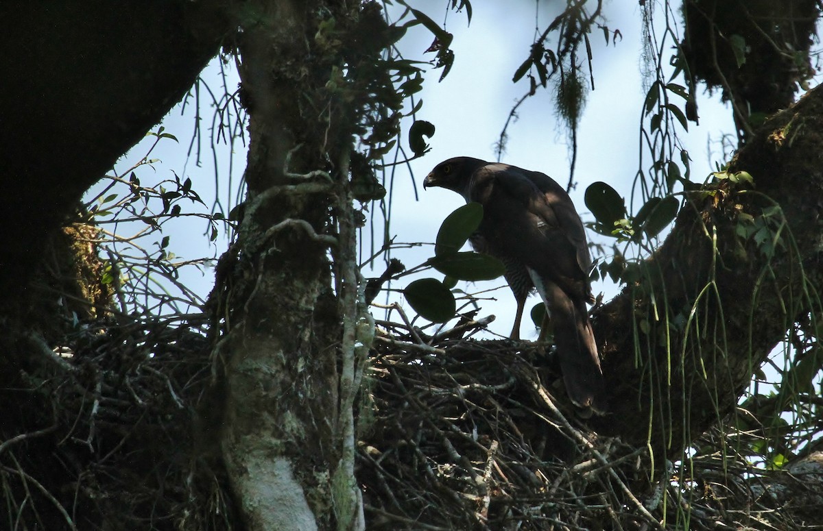 Henst's Goshawk - ML616654277