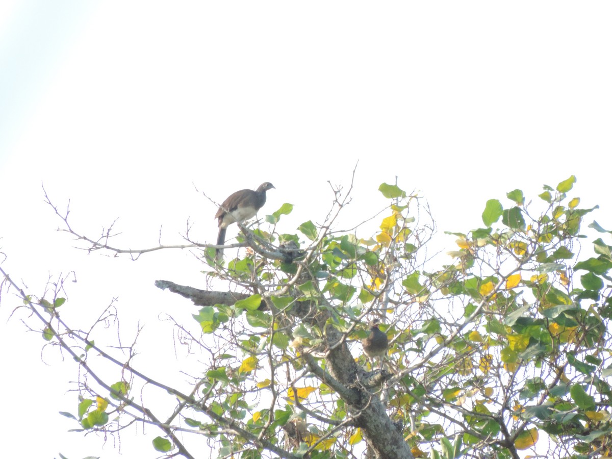 White-bellied Chachalaca - ML616654317