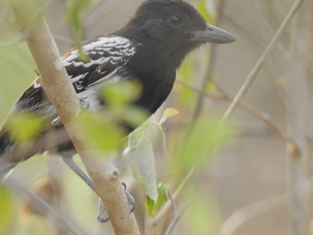 Black-backed Antshrike - Frank Fabbro