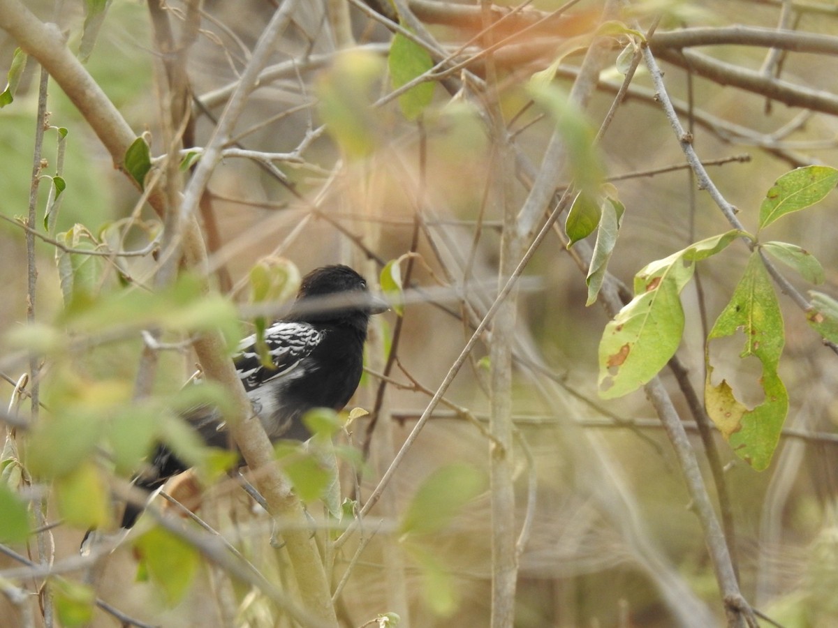 Black-backed Antshrike - ML616654347