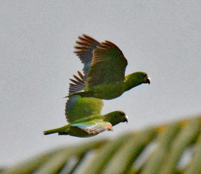 Black-billed Parrot - ML616654384