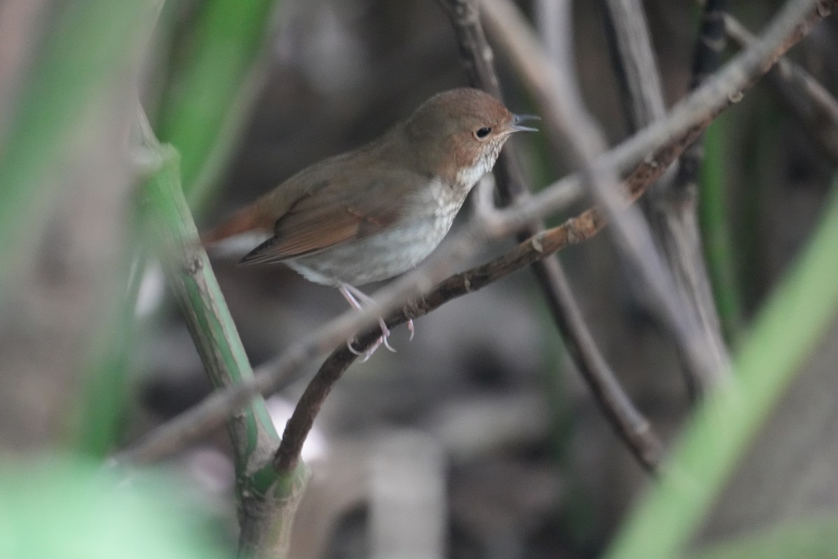 紅尾歌鴝 - ML616654389