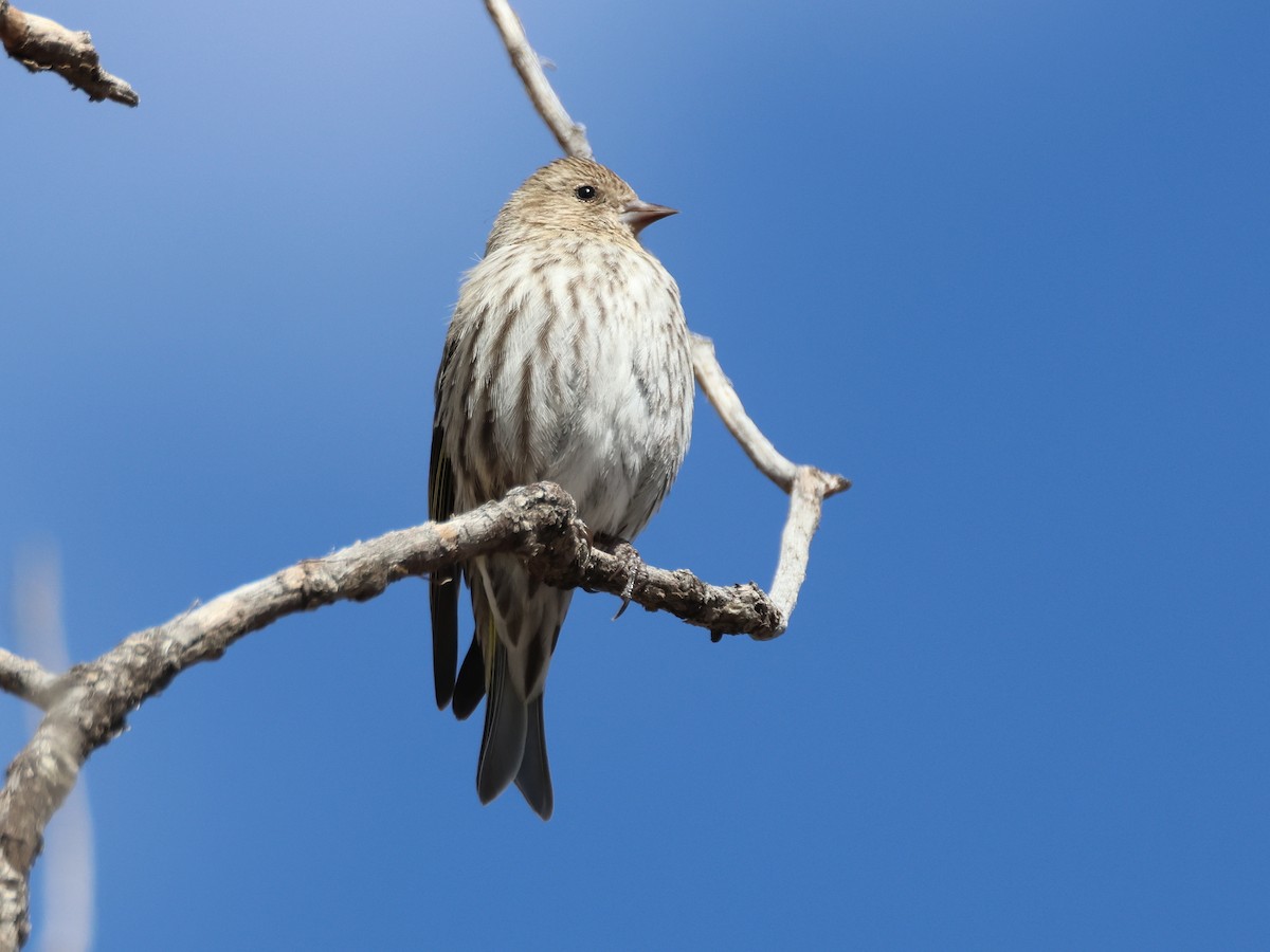 Pine Siskin - Alan Versaw