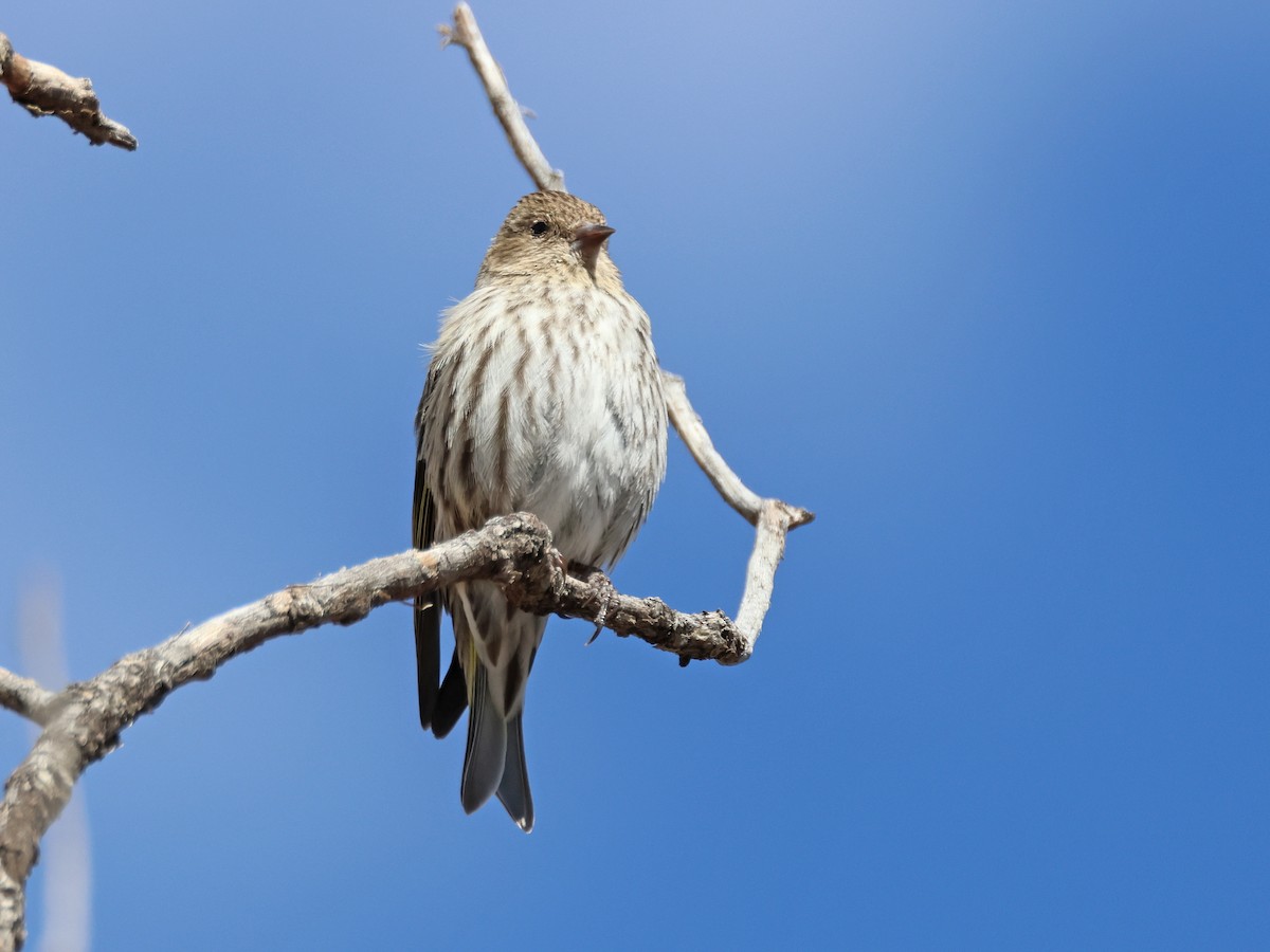 Pine Siskin - Alan Versaw