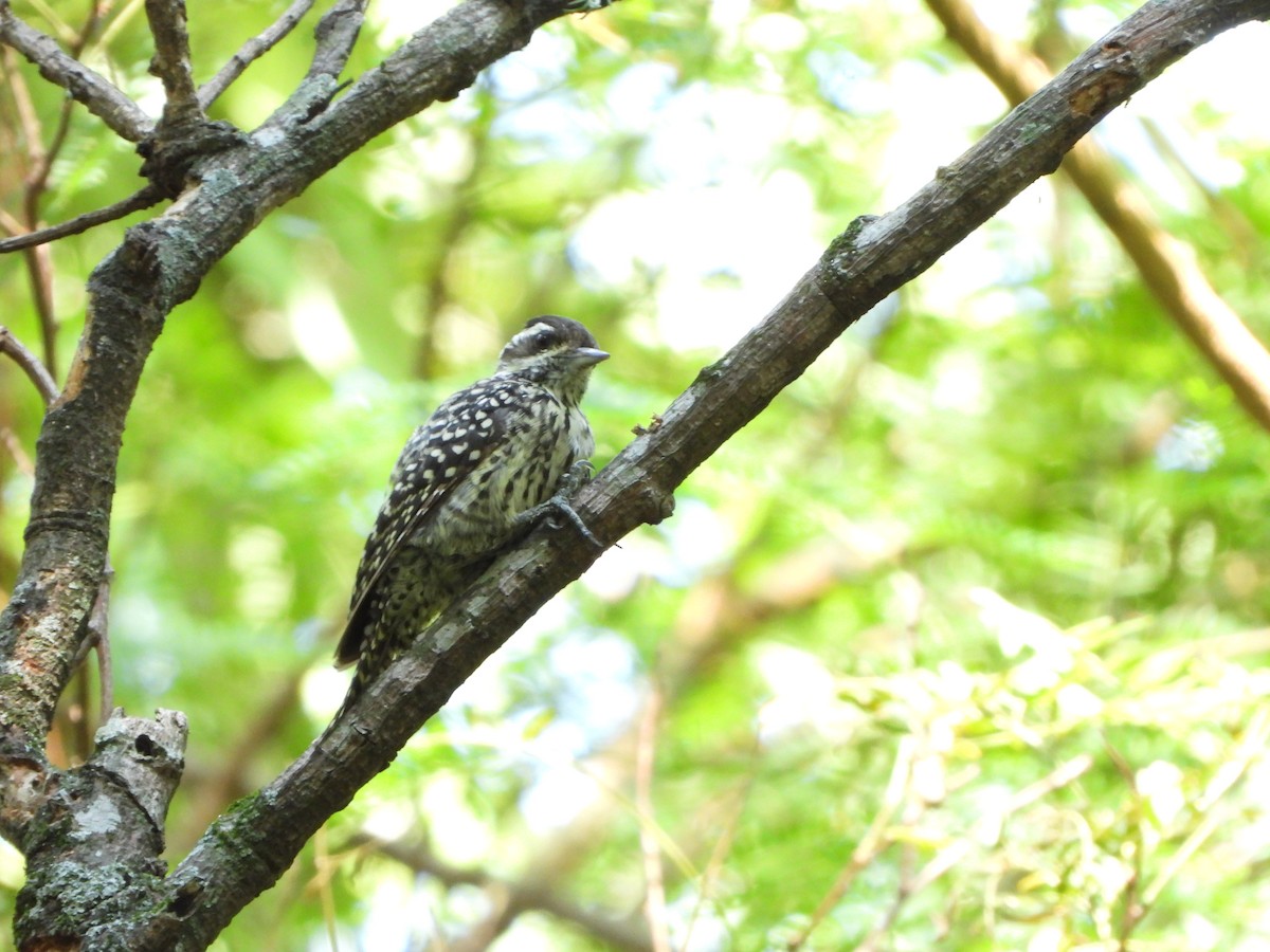 Checkered Woodpecker - Haydee Huwel