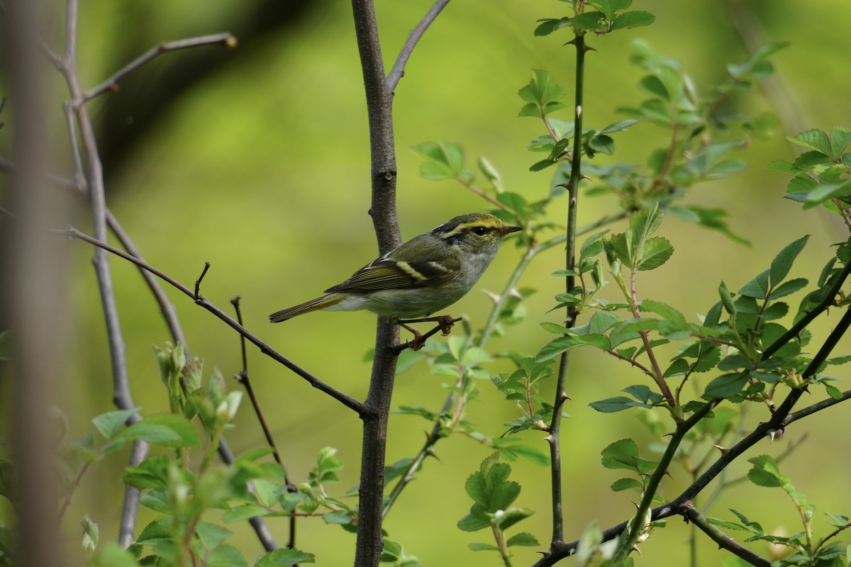 黃腰柳鶯 - ML616654405