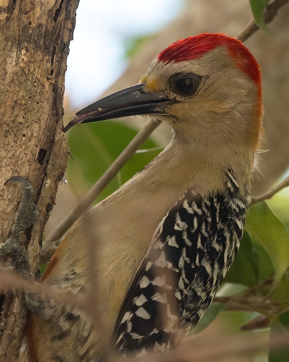 Red-crowned Woodpecker - ML616654419