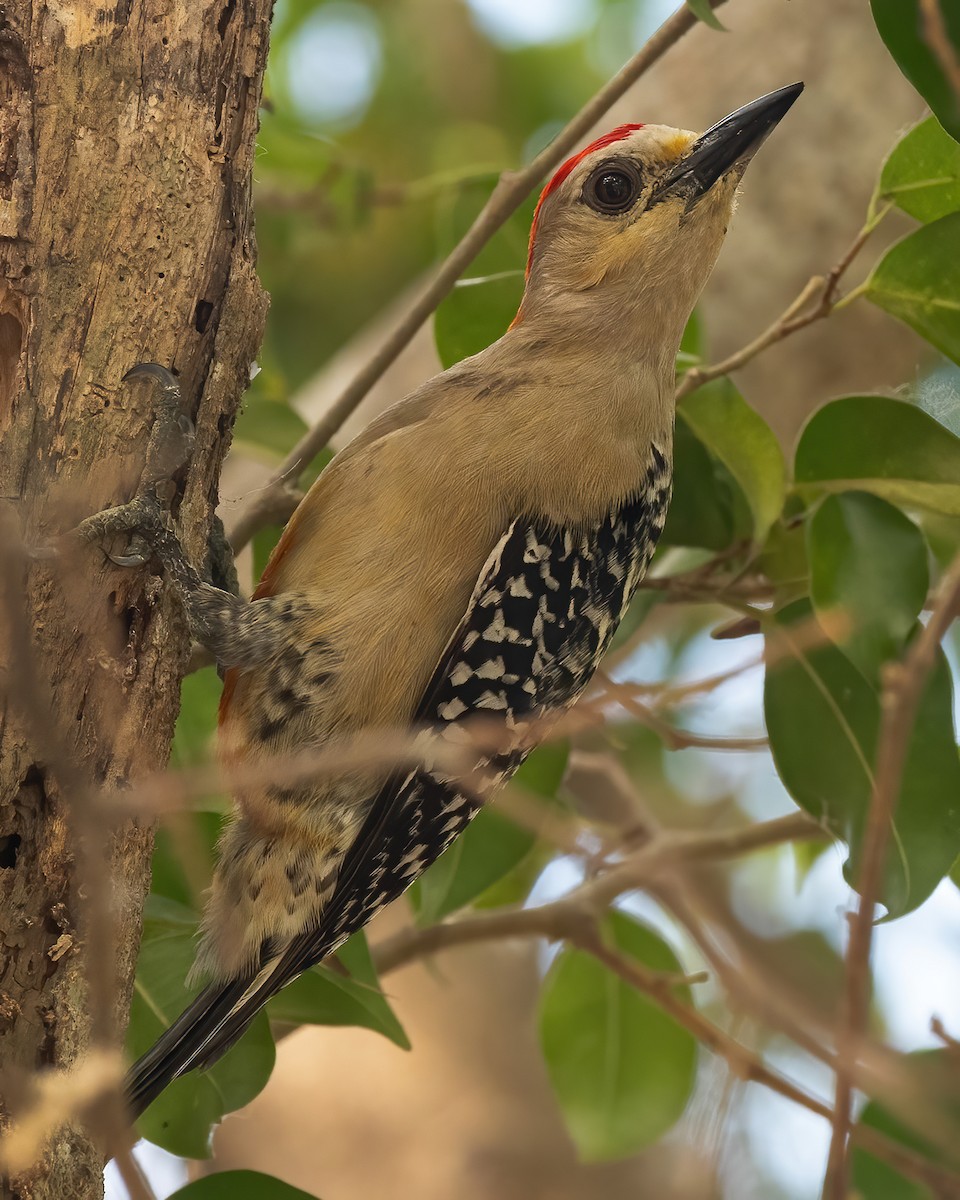 Red-crowned Woodpecker - ML616654420