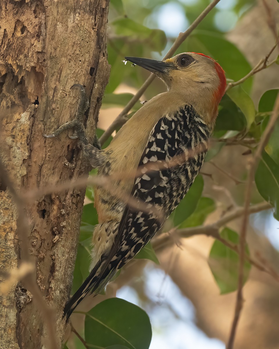 Red-crowned Woodpecker - ML616654421