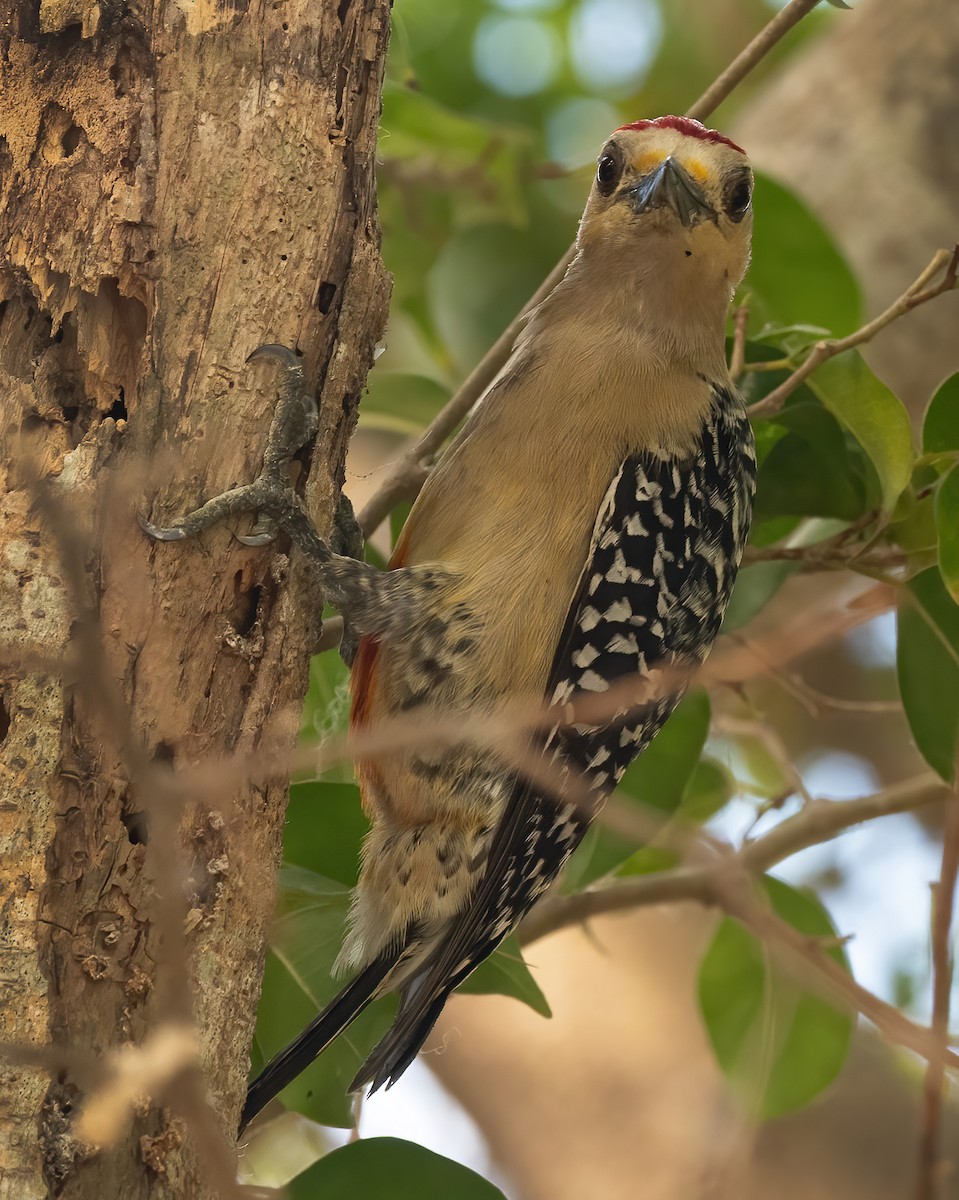 Red-crowned Woodpecker - ML616654422