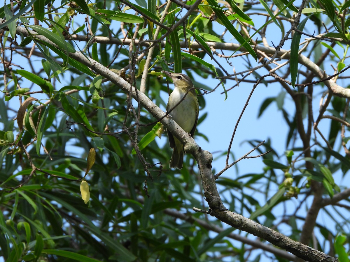 Vireo Chiví - ML616654438