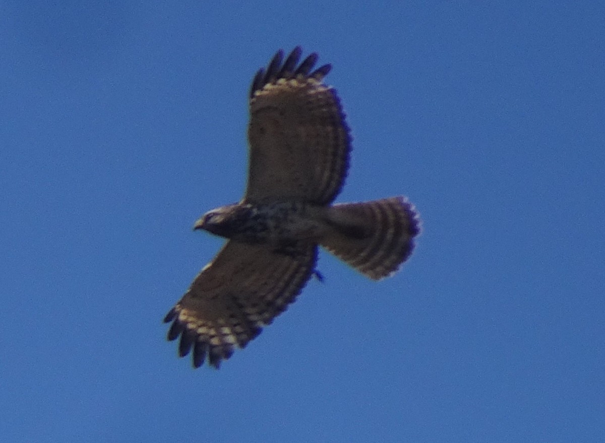 Red-shouldered Hawk - ML616654455