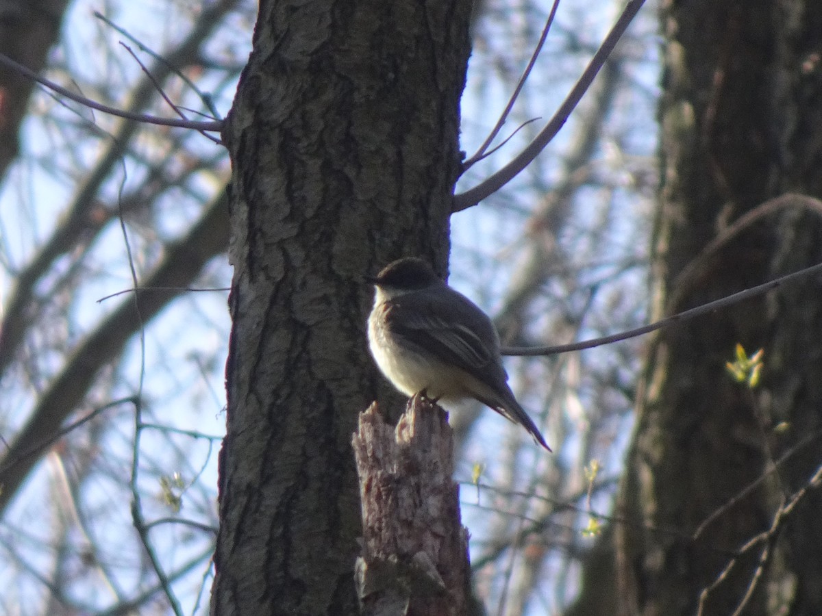 Eastern Phoebe - Paolo Matteucci