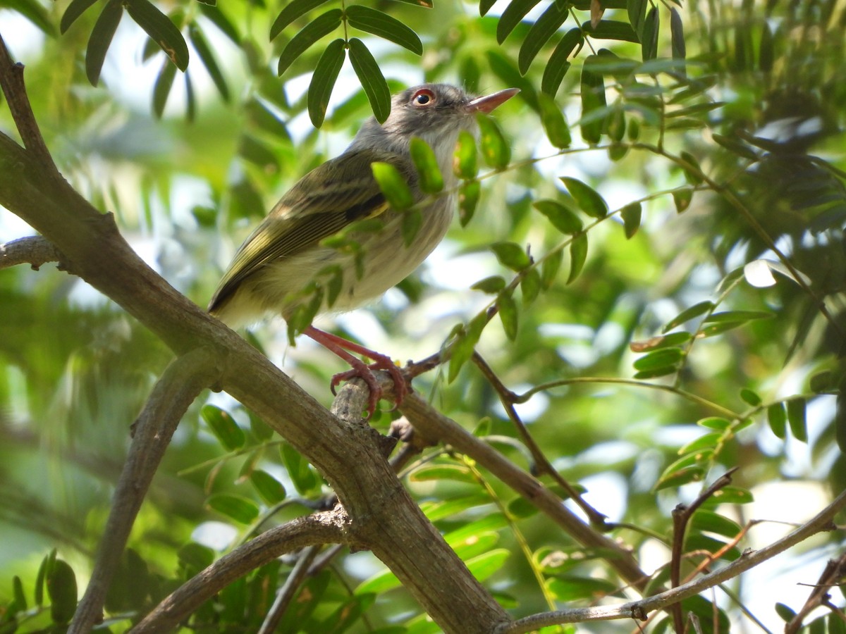 Pearly-vented Tody-Tyrant - Haydee Huwel